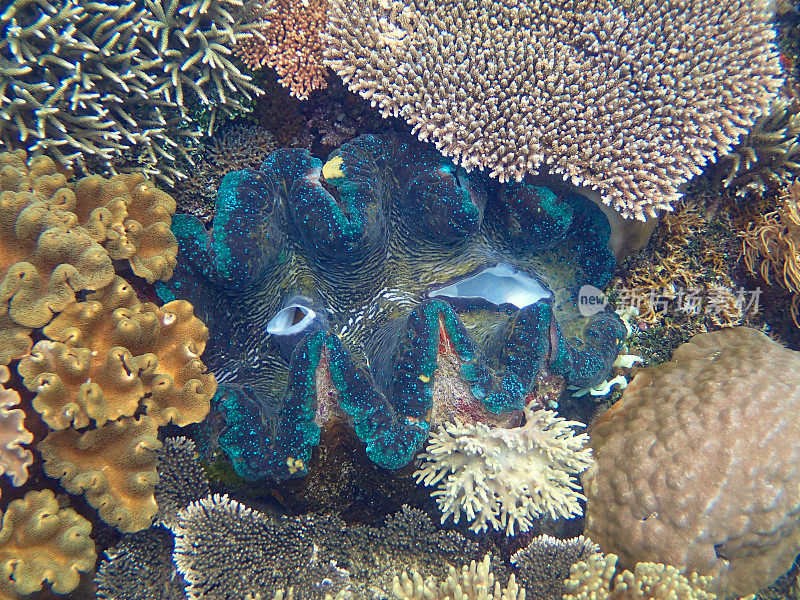 蓝巨蛤(Tridacna gigas)